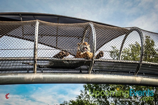 Photo from Summer Ale Festival at The Zoo!