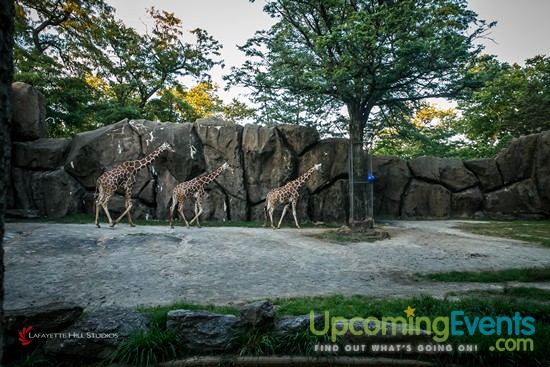 Photo from Summer Ale Festival at The Zoo!